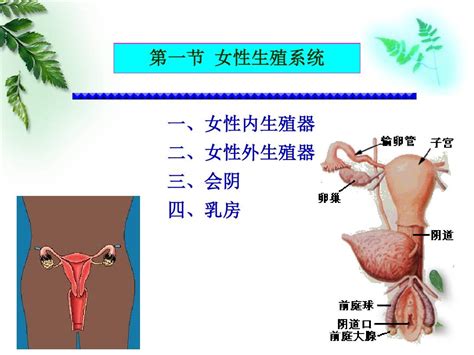 女性私处|女性生殖结构：